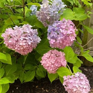 Meet your Posher, Libbie